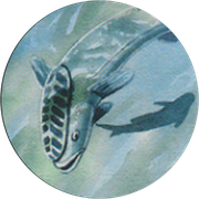 MtgPlatno Crest